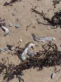 Capelin, photographed in Nova Scotia