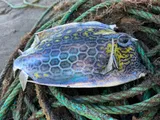 Honeycomb Cowfish, photographed in Saint-Pierre