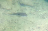 Redstriped Eartheater, photographed in Cayenne