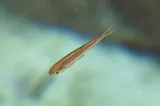 Mexican Tetra, photographed in Texas