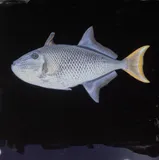 Redtail Triggerfish