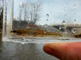 Slough Darter, photographed in Kentucky