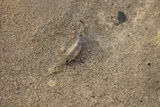 Salt Creek Pupfish, photographed in California