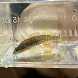Orangebelly Darter, photographed in Arkansas