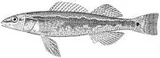 Bluestripe Darter, photographed in Missouri