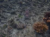 Balloonfish, photographed in Veraguas