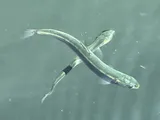 Pink Salmon, photographed in Alaska