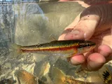 Rosyside Dace, photographed in Tennessee