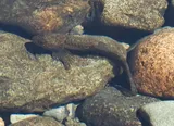 Coastrange Sculpin, photographed in British Columbia