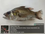 River Cardinalfish, photographed in Kerala