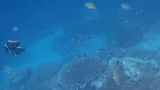 Blacktail Snapper, photographed in Papua Barat