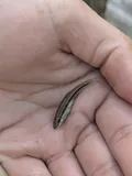 Western Blacknose Dace, photographed in Tennessee