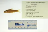 Orangefin Shiner, photographed in Mississippi