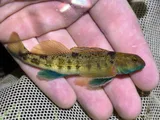 Swannanoa Darter, photographed in Virginia