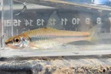 Clear Chub, photographed in Mississippi
