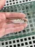Redear Herring, photographed in Florida