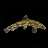 Torrent Sucker, photographed in Virginia