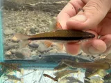 Yellowfin Shiner, photographed in South Carolina