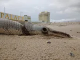 Alligator Gar, photographed in Mississippi