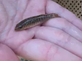 Marsh Killifish, photographed in Florida