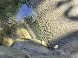 Blotched Snakehead, photographed in New Taipei