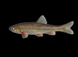 Chihuahua Chub, photographed in New Mexico