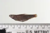 Rio Grande Silvery Minnow, photographed in Texas