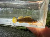 Tippecanoe Darter, photographed in Ohio