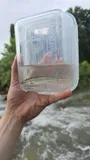 Duskystripe Shiner, photographed in Arkansas