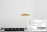 Redlip Shiner, photographed in Virginia