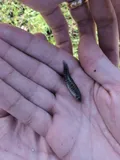 Marsh Killifish, photographed in Florida
