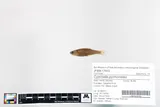 Fieryblack Shiner, photographed in North Carolina