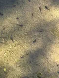 Gila Topminnow, photographed in Arizona