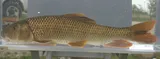 Greater Redhorse, photographed in Illinois