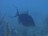 Queen Triggerfish, photographed in West Bay