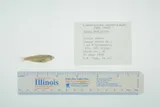 Hickory Shad, photographed in North Carolina