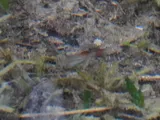Southern Platyfish, photographed in Kärnten