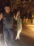 Grass Carp, photographed in Tabasco
