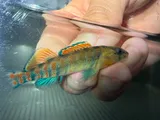 Plains Darter, photographed in Arkansas