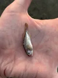 Silver Perch, photographed in Florida