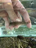 Torrent Sculpin, photographed in Washington