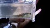 Iowa Darter, photographed in Ohio
