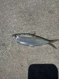 Scaled Sardine, photographed in Florida