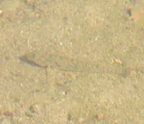 River Goby, photographed in Sinaloa
