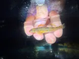 Kanawha Darter, photographed in Virginia