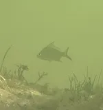Striped Mojarra, photographed in Florida