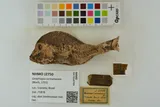 Redstriped Eartheater