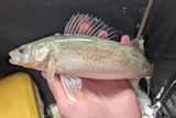 Walleye, photographed in Michigan