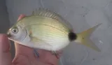 Spottail Pinfish, photographed in Florida