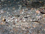 Eyed Flounder, photographed in Florida